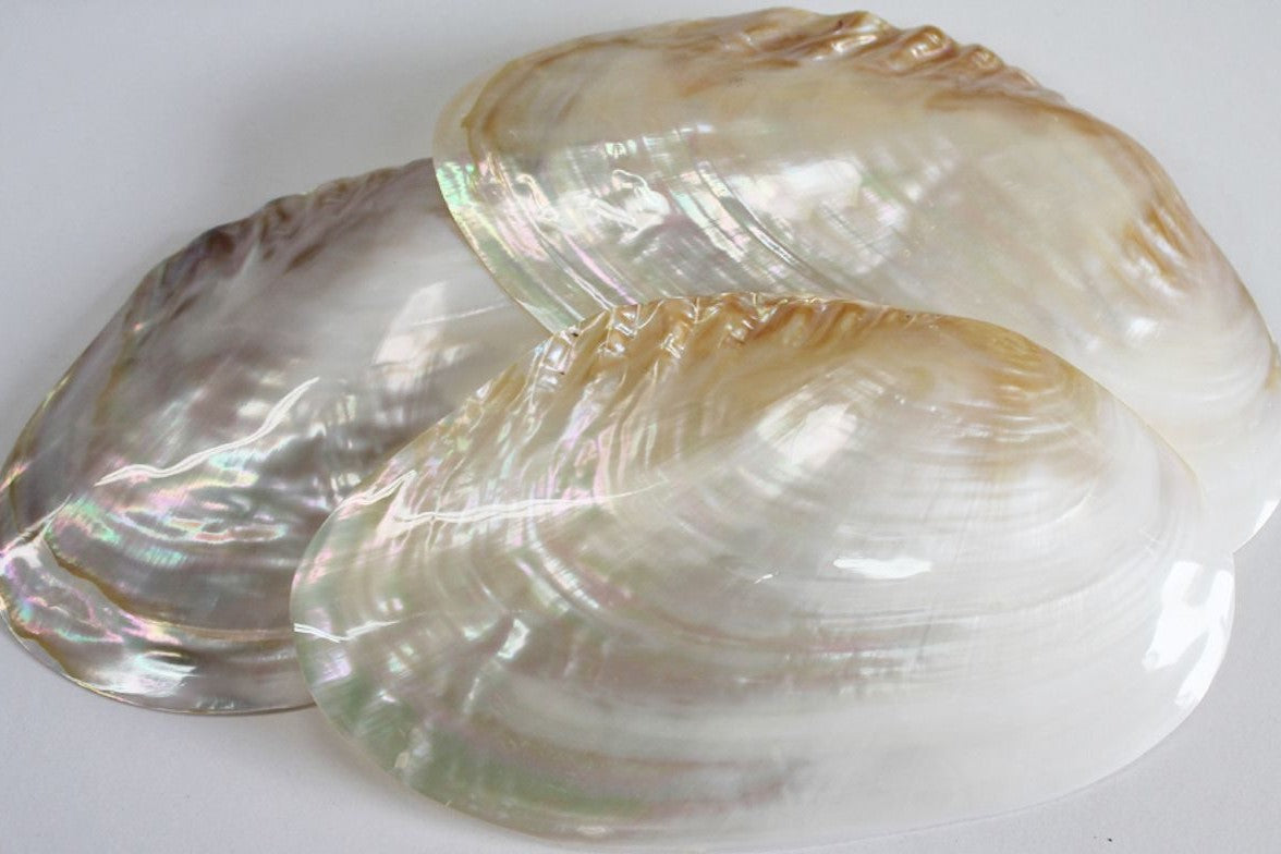 Mother of Pearl: The Sustainable Gem of the Sea